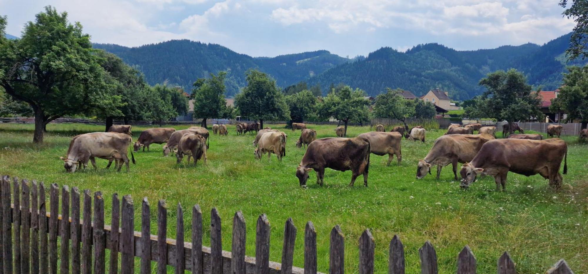 Flat Bull Appartement Mit Garten Sankt Lorenzen bei Knittelfeld Exteriér fotografie